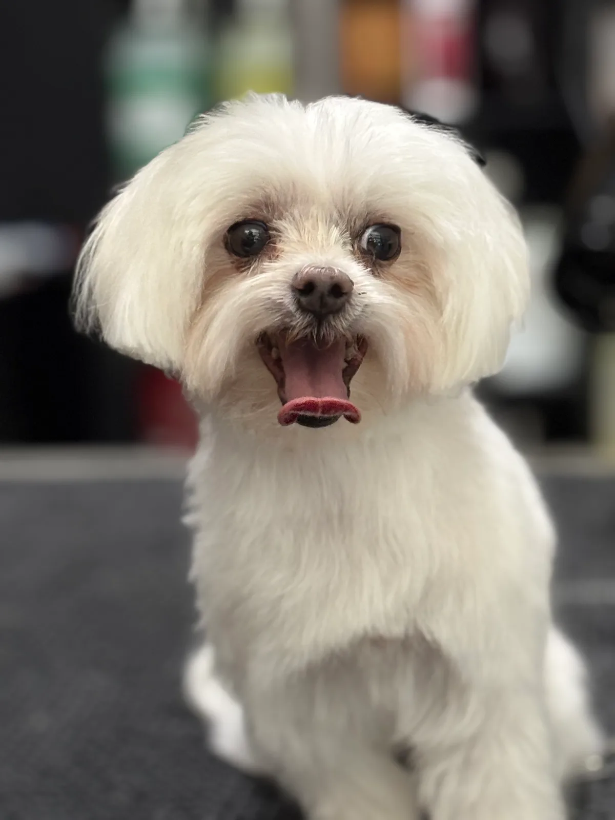 Bichon maltais blanc au poil court et brillant après sa séance, la gueule ouverte.