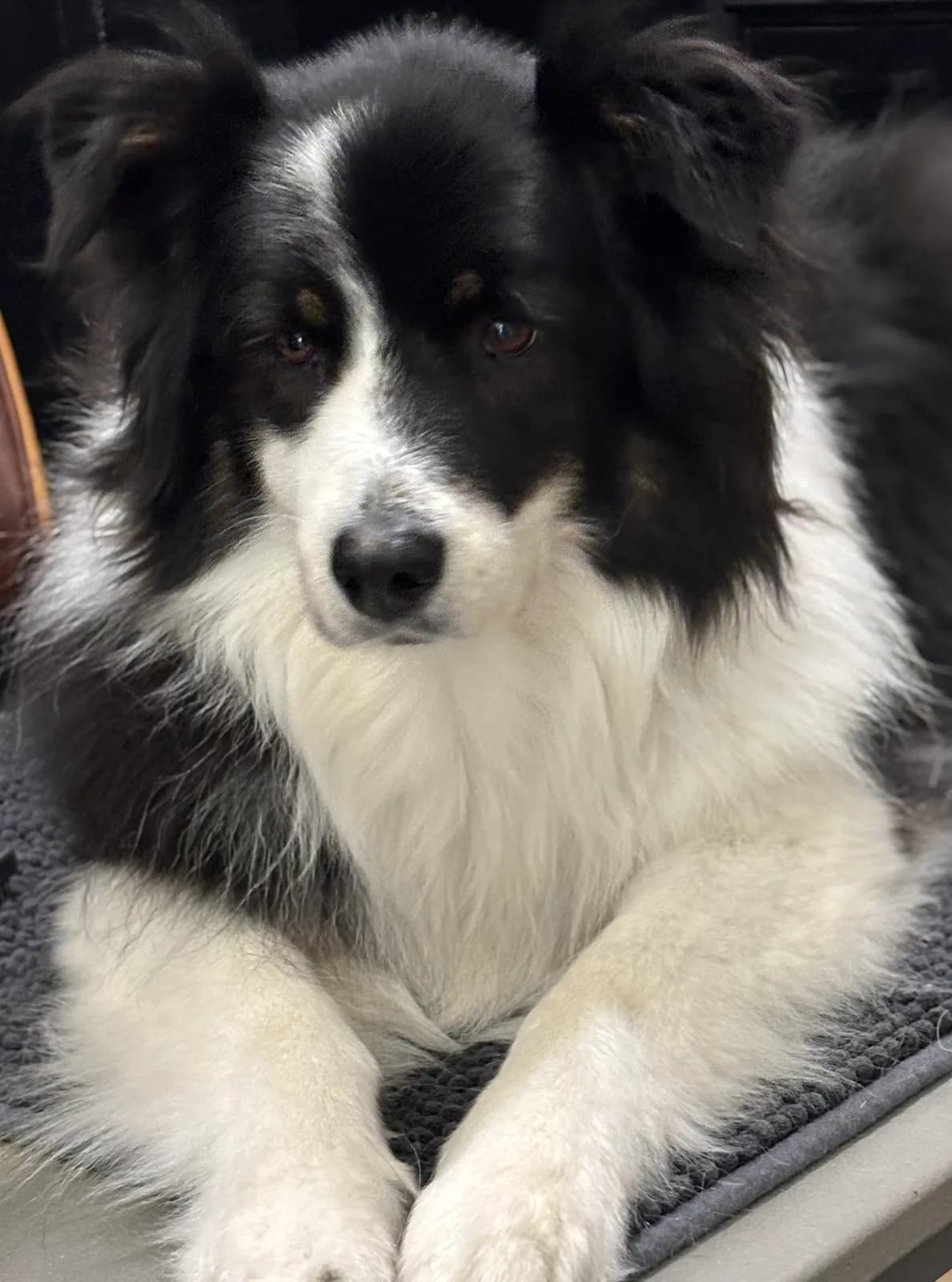 Border collie noir et blanc couché, la collerette et les franges démêlées et lustrées.