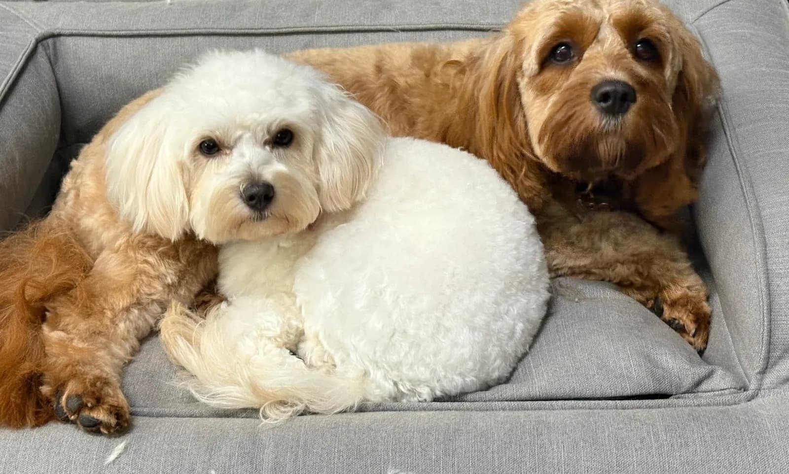 Un bichon blanc et un cavapoo roux couchés côte à côte sur le canapé de leurs maîtres, tous deux tondus court.