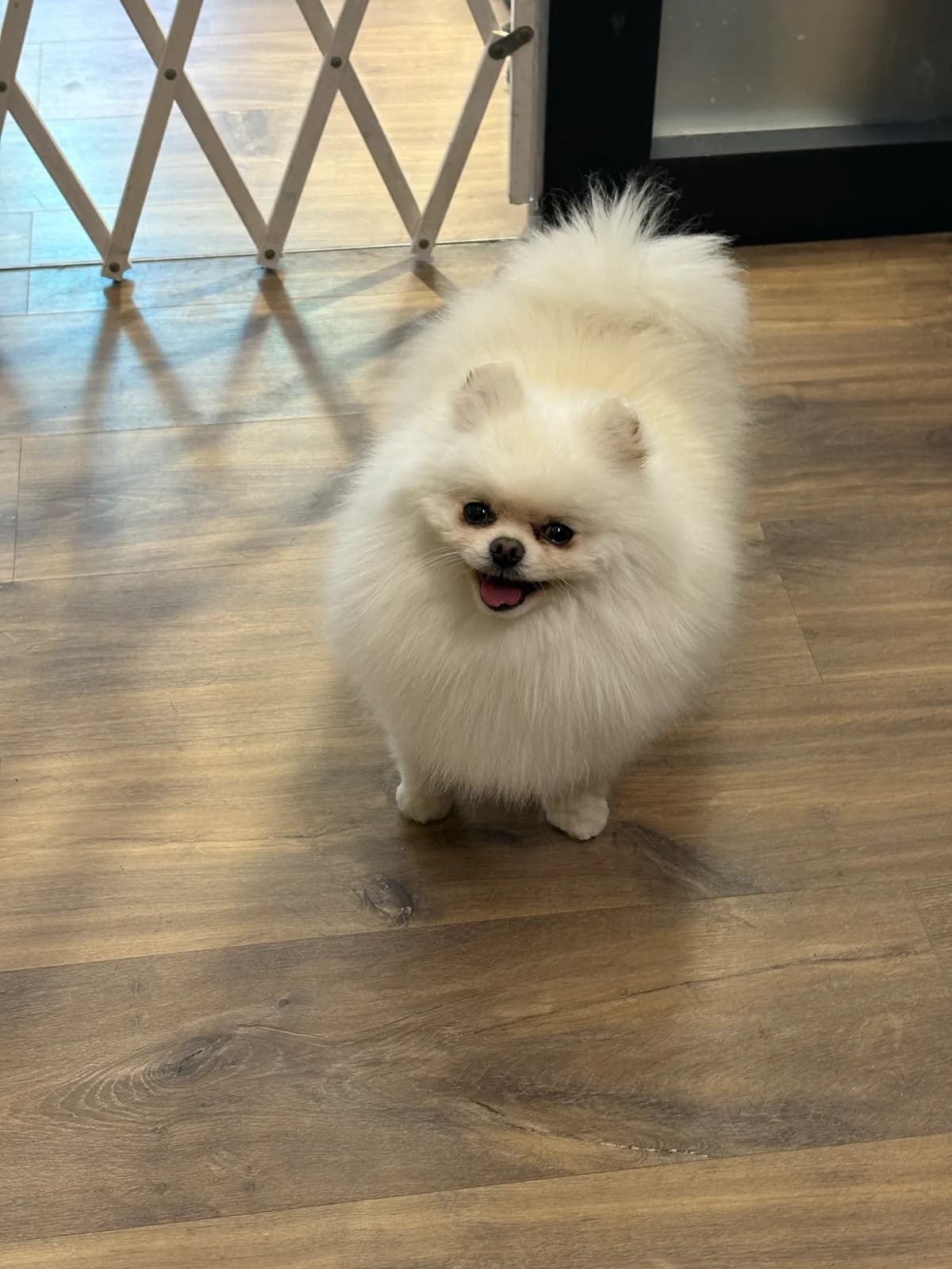 Loulou de Poméranie blanc debout sur un parquet, le poil brossé en volume.